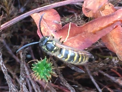 Vespula vulgaris