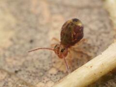 Dicyrtomina ornata