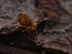 Dicyrtomina ornata