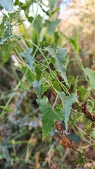 Calystegia macrostegia