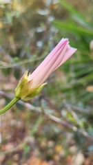 Calystegia macrostegia