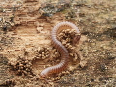 Cylindroiulus punctatus