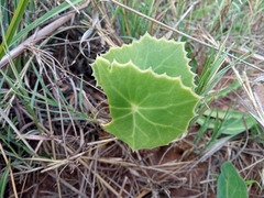 Senecio oxyriifolius