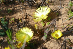 Cleretum bellidiforme