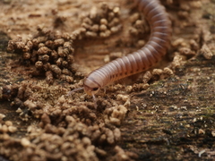 Cylindroiulus punctatus