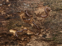 Cylindroiulus punctatus