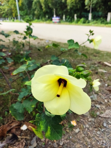 Abelmoschus moschatus iNat (3)