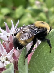 Bombus nevadensis