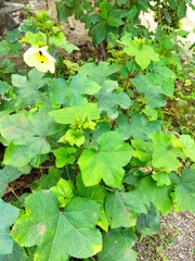 Abelmoschus moschatus