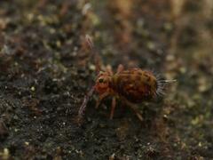 Dicyrtomina ornata