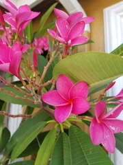 Plumeria rubra