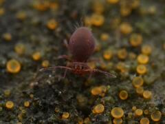 Dicyrtomidae