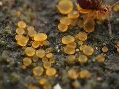 Orbilia xanthostigma