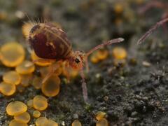 Dicyrtomina ornata
