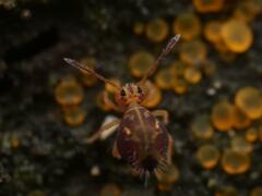 Dicyrtomina ornata