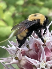 Bombus nevadensis