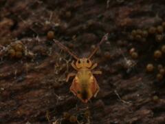 Dicyrtomina ornata