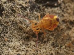 Dicyrtomina ornata