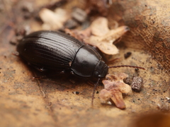 Nalassus dermestoides