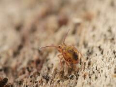 Dicyrtomina ornata