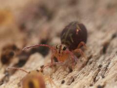 Dicyrtomina ornata
