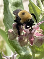 Bombus nevadensis