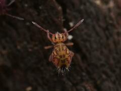 Dicyrtomina ornata