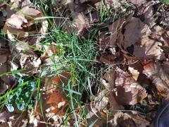 Poa nemoralis