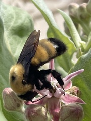 Bombus nevadensis