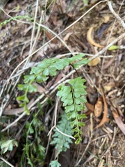 Asplenium aethiopicum