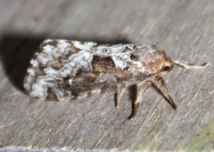 Korscheltellus gracilis