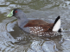 Porphyriops melanops