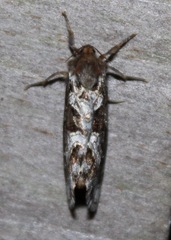 Korscheltellus gracilis