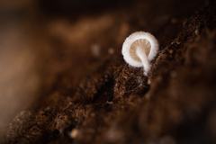 Schizophyllum commune