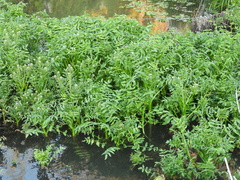 Nasturtium officinale