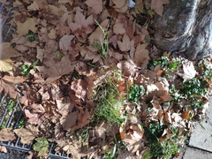 Poa nemoralis