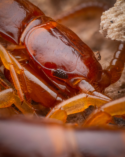 Brown Centipede photo 6