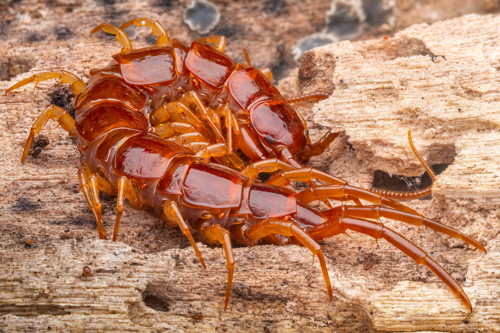 Lithobiidae