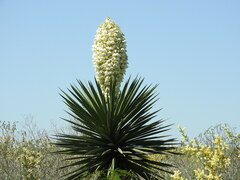 Yucca filifera
