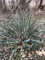 Yucca glauca