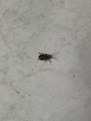 Neolochmaea dilatipennis