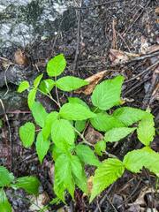 Rubus idaeus