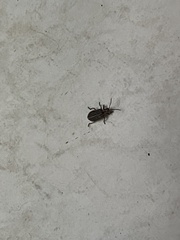 Neolochmaea dilatipennis