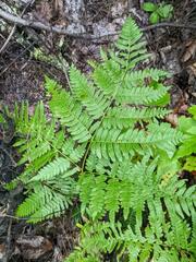 Pteridium aquilinum latiusculum