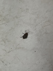 Neolochmaea dilatipennis