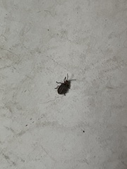 Neolochmaea dilatipennis