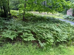 Pteridium aquilinum latiusculum