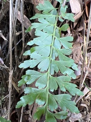 Asplenium aethiopicum