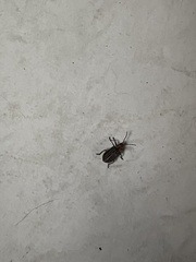 Neolochmaea dilatipennis