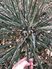 Yucca glauca